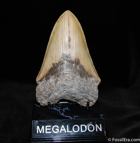 Nice Inch Megalodon Tooth With Stand #579